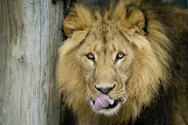 Samec lva v ZOO Schönbrunn 