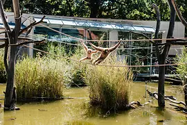 Opice v Zoo Schönbrunn